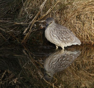 5.  A juvenile black-crowned night heron.  (Thanks for the ID, Del.)