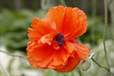 Poppy