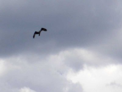 An osprey fly-over
