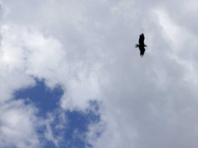 A bald eagle lives nearby