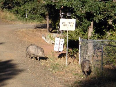 Peccaries on the prowl