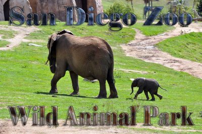 San Diego Zoo Wild Animal Park, March 2010