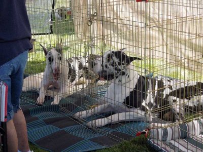 Great Danes