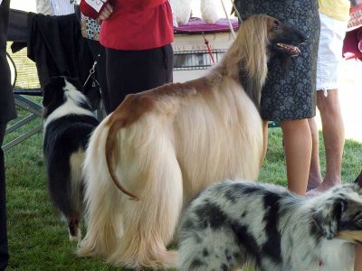 A beautiful Afghan Hound