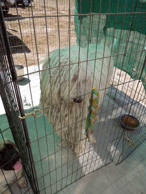 Leo in his ex-pen