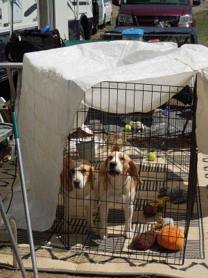 Beagles always have something to howl about
