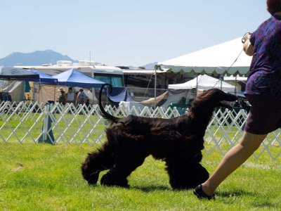 Afghan Hound in the show ring