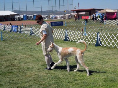 One cool-looking dog!