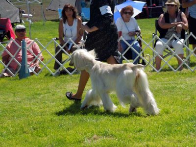 Parading in the ring