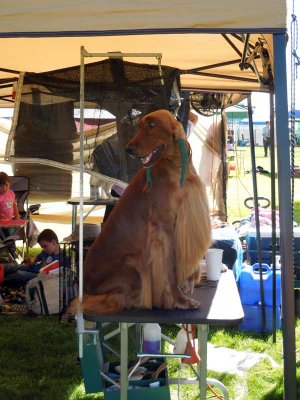 Ear-wrapped Irish Setter