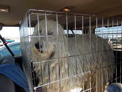 A big dog fills a big crate