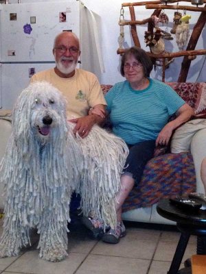 Leo the lap dog