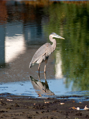 A Great Blue Heron wades in the shallows