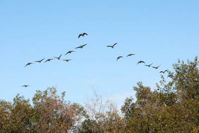 A flock of geese, flocking