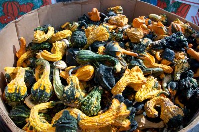 No shortage of gourds here