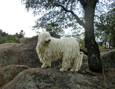 Leo in Payson