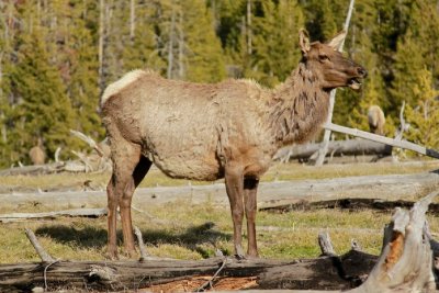 _MG_7389elk_edited-1image440.jpg