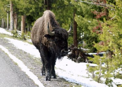 _MG_7630buffalo_edited-1image443.jpg