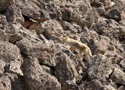 IMG_8623Coyote_edited-1image353.jpg