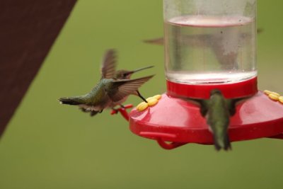 IMG_9231hbirdimage362.jpg