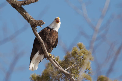 Haliaeetus leucocephalus 