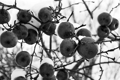 Winter Apples