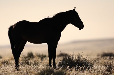 Wild Horses of the Namib