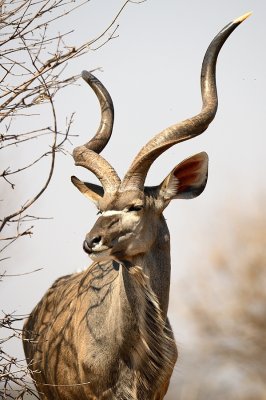Botswana - Chobe national park 2012