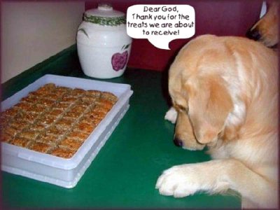 dog-thanking-god-for-treats.jpg