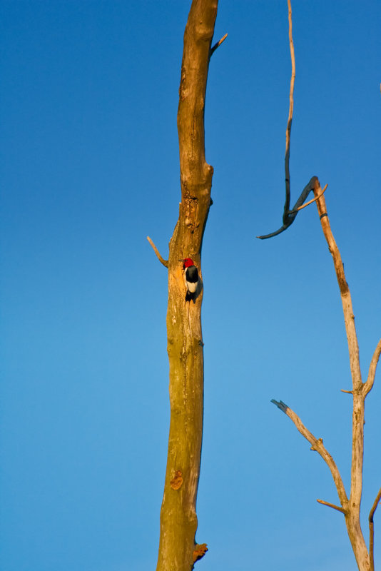 Red headed Woodpecker