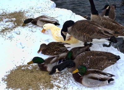 HUNGRY Birds!