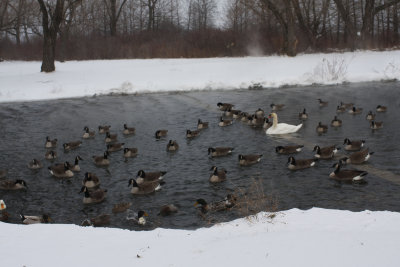Wolf Lake Waterfowl