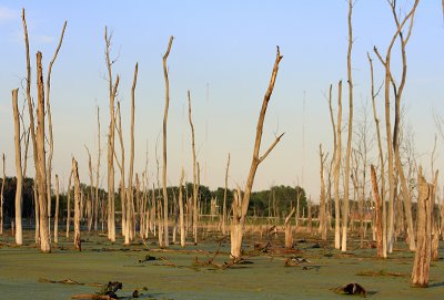 The Swamp