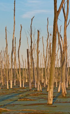 The Swamp Long View!