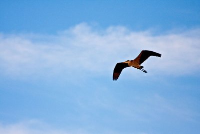 The Highland Herons and friends
