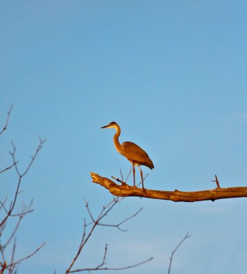 The Highland Herons and friends