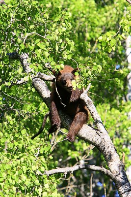 Black Bears