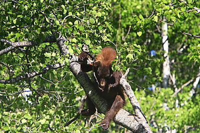 Black Bears