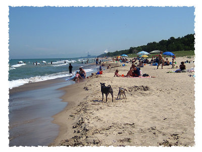 Dogs enjoy the beach too!