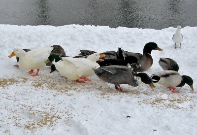 HUNGRY CROWD