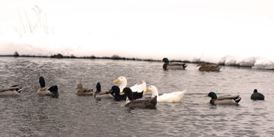 The Ducks