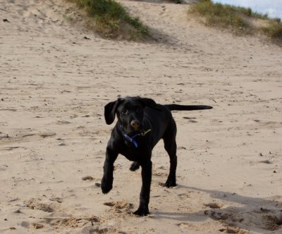 Raffa's first ever trip to the beach