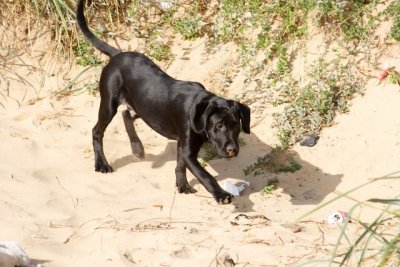 Raffa's first ever trip to the beach