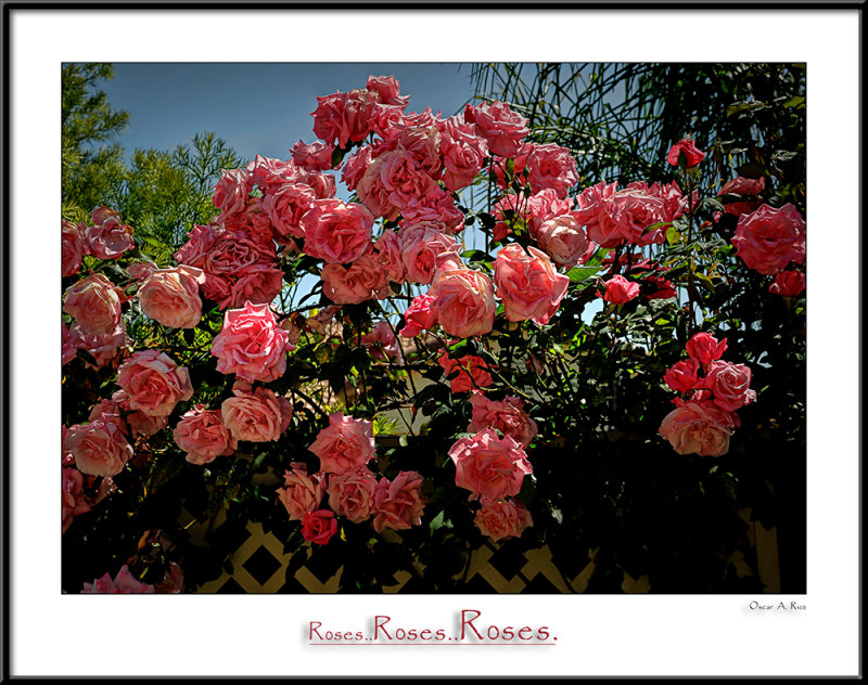 Roses.Roses.Roses.jpg