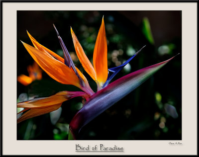 Bird of Paradise.jpg