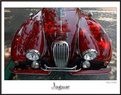 Jaguar_4.jpg