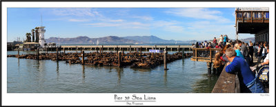 Pier 39 Sea Lions.jpg