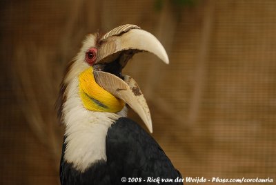 Gewone Jaarvogel / Wreathed Hornbill