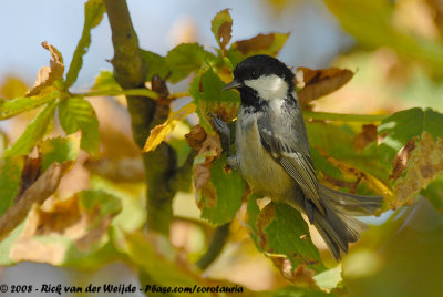 Coal TitPeriparus ater ater