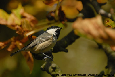 Coal TitPeriparus ater ater